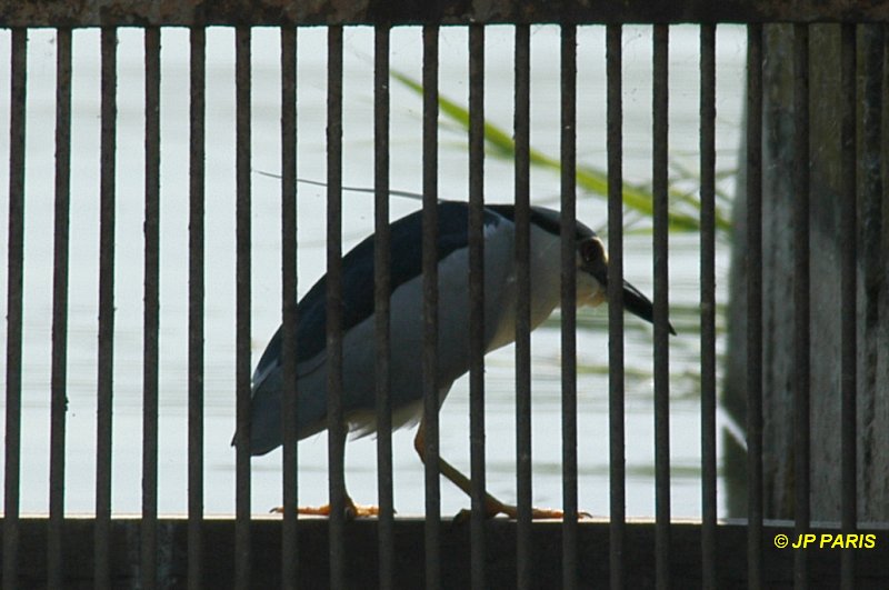 Nycticorax nycticorax
